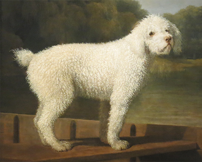 white poodle in a punt